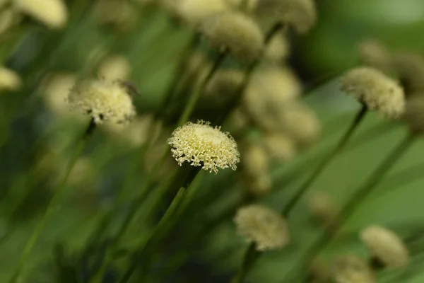 Belles Fleurs Poussant Dans Jardin Journée Ensoleillée Été — Photo