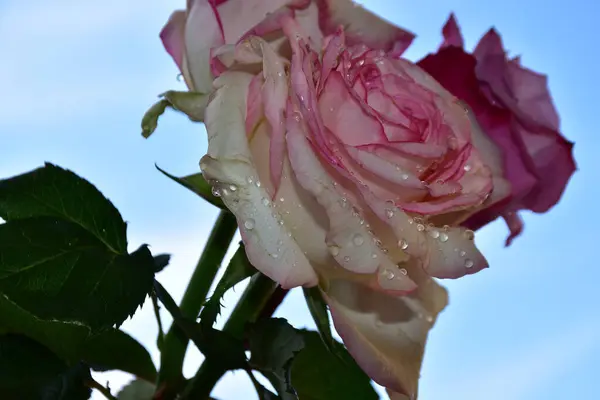 Belas Rosas Flores Fundo Céu Azul — Fotografia de Stock