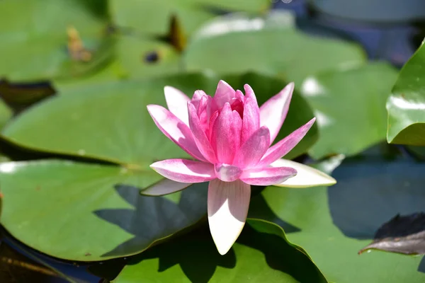 Bela Flor Lótus Crescendo Lagoa Dia Verão — Fotografia de Stock