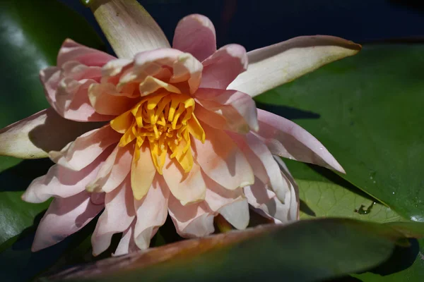 Bela Flor Lótus Crescendo Lagoa Dia Verão — Fotografia de Stock