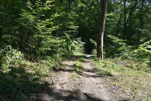 Ormandaki sonbahar ağaçlarının manzarası