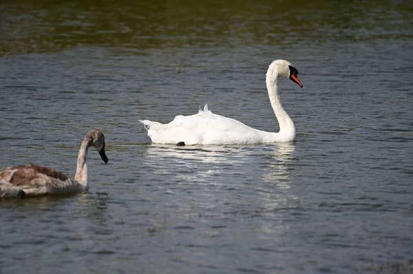 Hermosos Cisnes Nadando Superficie Del Lago Día Verano — Foto de Stock