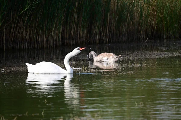 Güzel kuğular yaz günü göl suyunda yüzerler. 