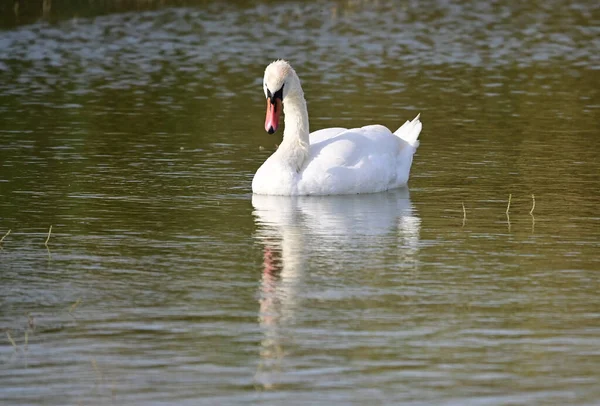 Hermoso Cisne Nadando Superficie Del Lago Día Verano —  Fotos de Stock