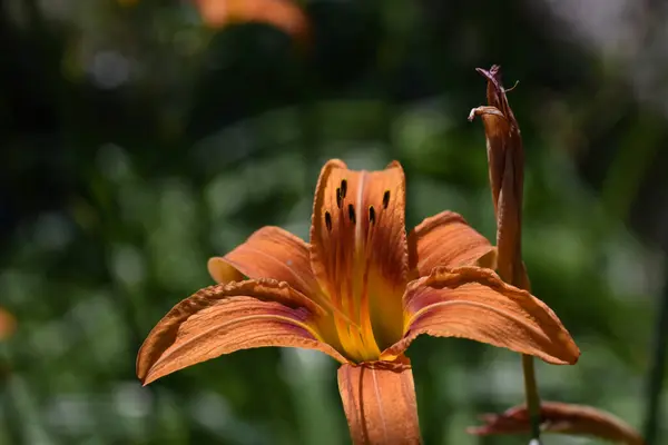 Hermosas Flores Que Crecen Jardín Verano Día Soleado —  Fotos de Stock