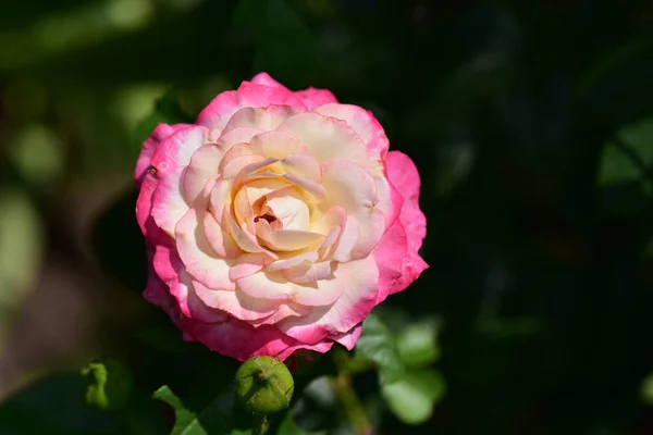 Beautiful Flowers Growing Garden Summer Sunny Day — Stock Photo, Image