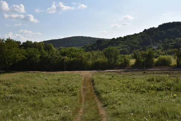 yol boyunca yeşil yaz çayırı boyunca ormanlar mavi gökyüzü arka planında  
