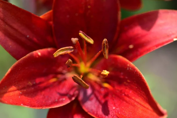 Hermosa Flor Lirio Creciendo Jardín Verano Día Soleado —  Fotos de Stock