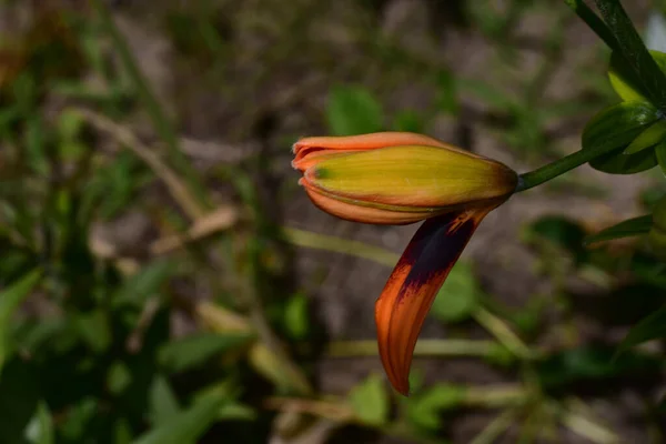 Belle Fleur Lis Poussant Dans Jardin Jour Ensoleillé — Photo