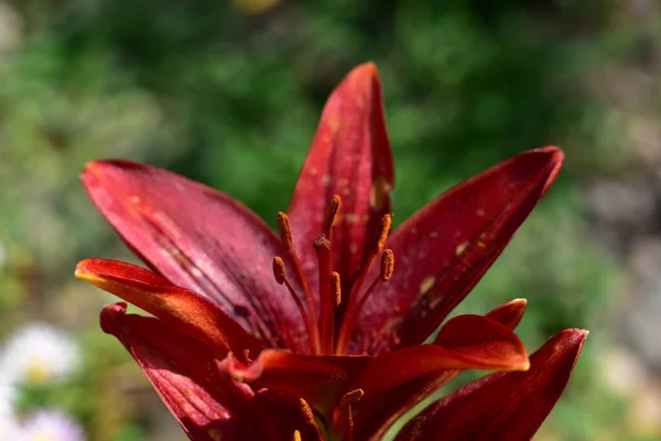 Bela Flor Lírio Crescendo Jardim Verão Dia Ensolarado — Fotografia de Stock