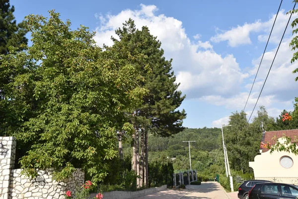 Güneşli bir günde köy yolu manzarası