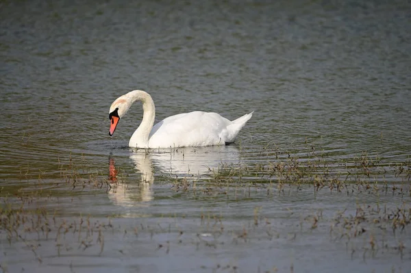 Belo Cisne Nadando Superfície Água Lago Dia Verão — Fotografia de Stock