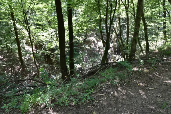 Ormandaki sonbahar ağaçlarının manzarası