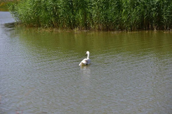 Schöner Schwan Schwimmt Sommertag Auf Der Wasseroberfläche Des Sees — Stockfoto
