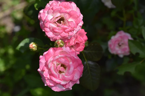 Bellissimi Fiori Che Crescono Giardino Estate Giornata Sole — Foto Stock