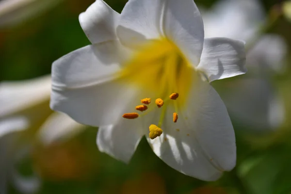 Hermosas Flores Que Crecen Jardín Verano Día Soleado — Foto de Stock