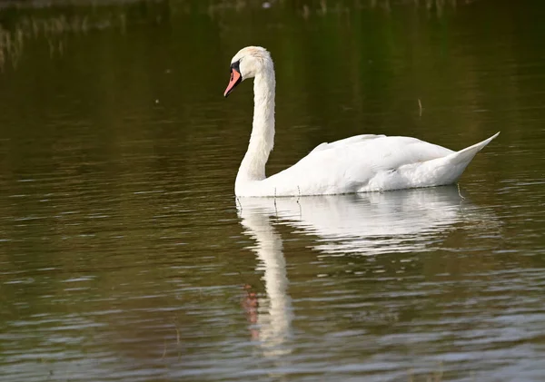 Krásná Labuť Plavání Vodní Hladině Jezera Letní Den — Stock fotografie