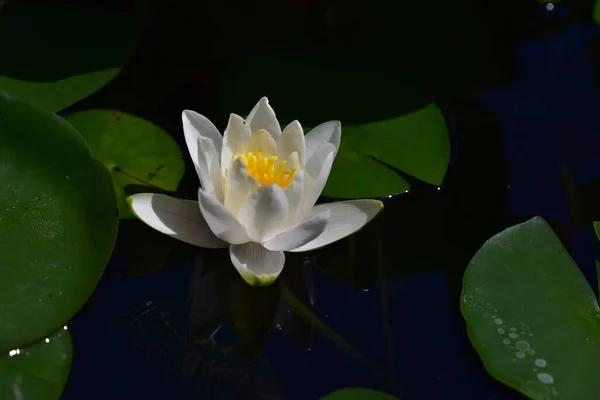 Schön Blühender Lotus Der Sommertag Teich Wächst — Stockfoto