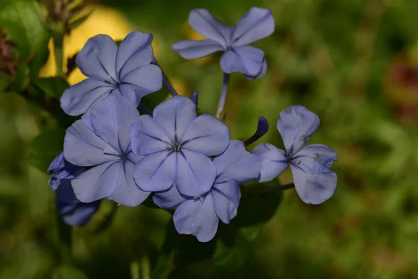 Mooie Bloemen Groeien Tuin Zomer Zonnige Dag — Stockfoto