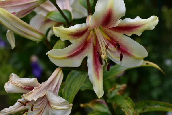 Belles Fleurs Poussant Dans Jardin Journée Ensoleillée Été — Photo