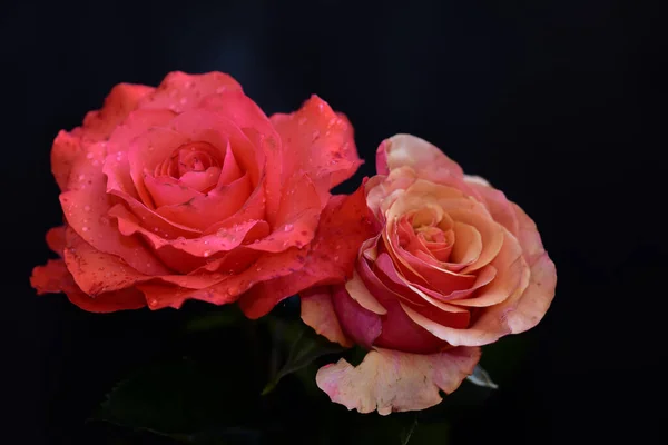 暗い背景に美しいバラ夏のコンセプト近景 — ストック写真