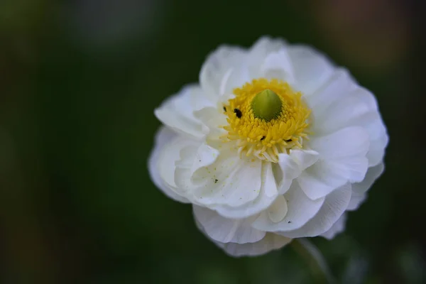 夏の晴れた日に庭で育つ美しい花 — ストック写真