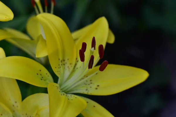 夏の晴れた日に庭で育つ美しいユリの花 — ストック写真