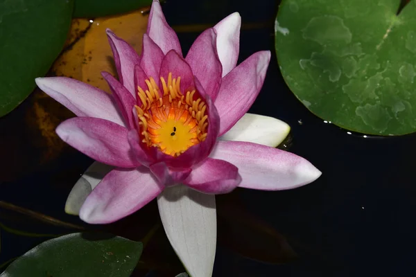 Beautiful Blooming Lotus Growing Pond Summer Day — Stock Photo, Image