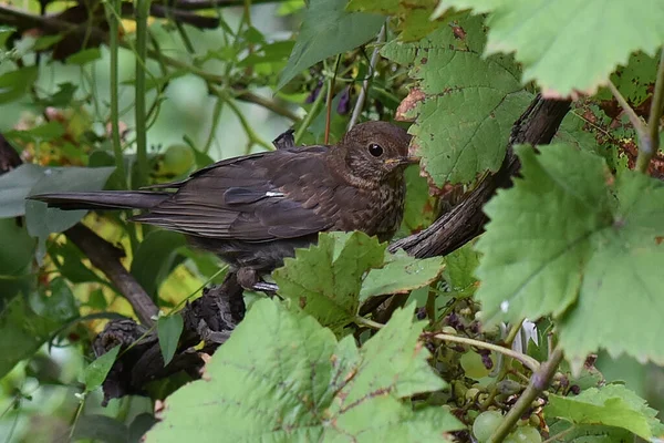 Niedlicher Vogel Traubenzweig Einem Sommertag — Stockfoto