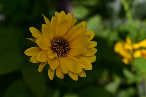 Vackra Blommor Xer Trã Dgã Rden Sommaren Solig Dag — Stockfoto