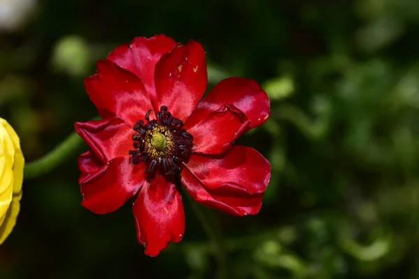 晴れた日に庭で育つ美しい花 — ストック写真