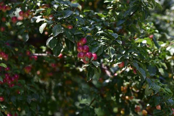 Śliwka Dojrzałymi Owocami Zbliżenie Koncepcja Wiosenna — Zdjęcie stockowe