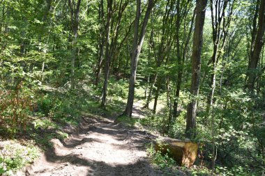 Ormandaki sonbahar ağaçlarının manzarası