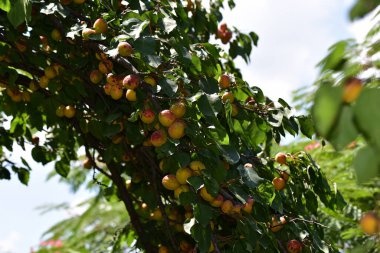Açık havada yetişen olgunlaşmamış kayısıları olan ağaç, yaz konsepti, yakın görüş.  