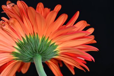 Karanlık arka planda güzel Gerbera çiçeği, yaz konsepti, yakın görüş  