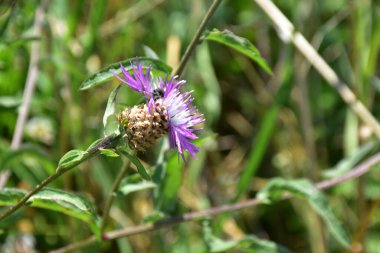 Güneşli yaz gününde bahçede yetişen güzel çiçekler. 