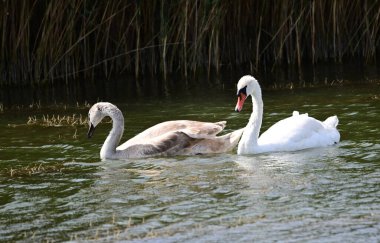 Güzel kuğular yaz günü göl suyunda yüzerler. 