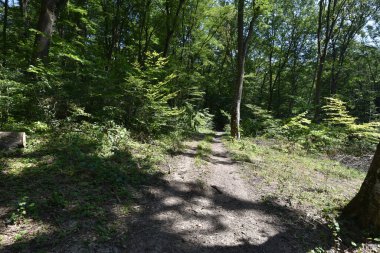 Ormandaki sonbahar ağaçlarının manzarası