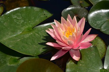 Güzel çiçek açan nilüfer çiçekleri yaz günü gölette büyür. 