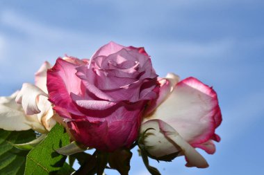 Mavi arka planda güzel güller