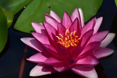 Güzel çiçek açan nilüfer çiçekleri yaz günü gölette büyür. 