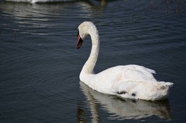 Yaz günü göl suyunda yüzen güzel bir kuğu. 