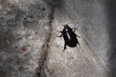 Bahçede taş üstüne taş, yaz konsepti, yakın görüş.  