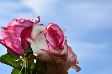 Mavi arka planda güzel güller