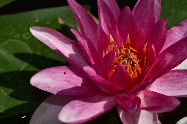 Güzel çiçek açan nilüfer çiçekleri yaz günü gölette büyür. 