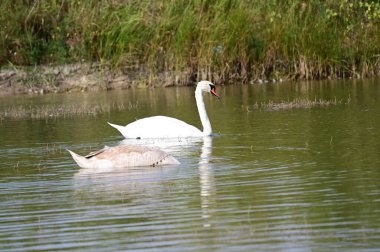 Güzel kuğular yaz günü göl suyunda yüzerler. 