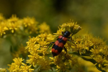 Güneşli yaz gününde bahçede yetişen güzel çiçekler. 