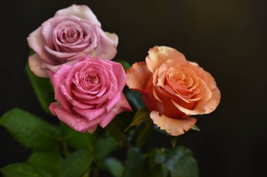 Koyu arkaplanda güzel güller, yaz konsepti, yakın manzara  