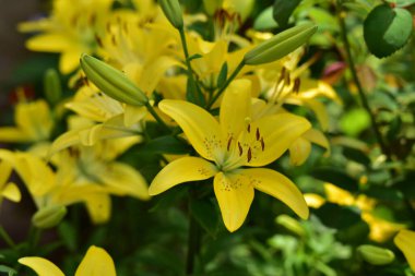 Güneşli yaz gününde bahçede yetişen güzel zambaklar. 