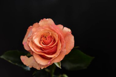 Koyu arkaplanda güzel bir gül, yaz konsepti, yakın görüş  